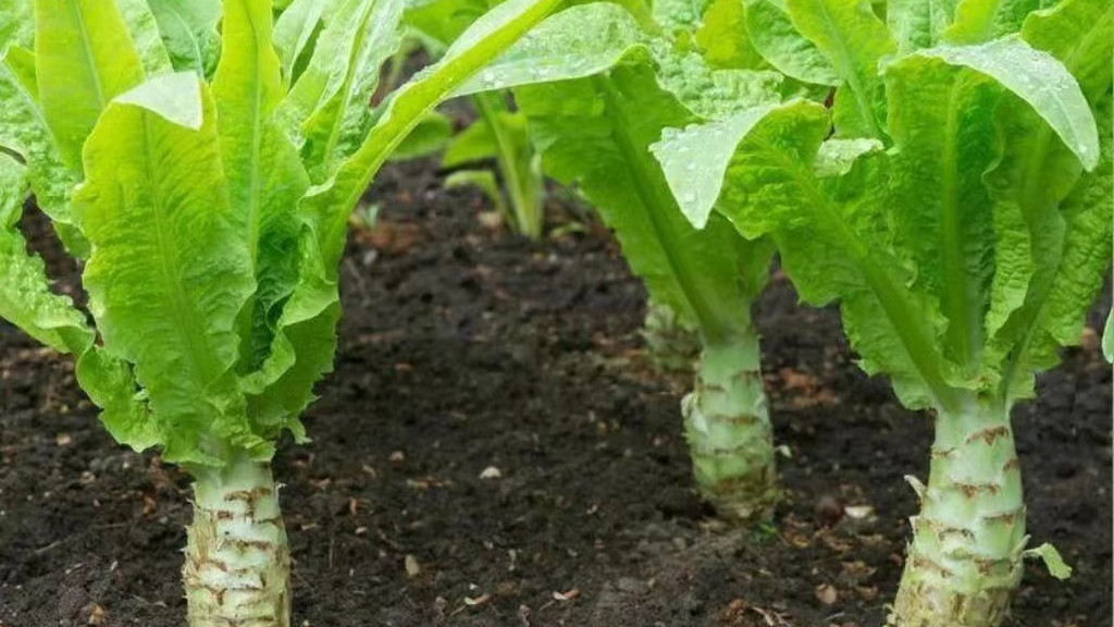 大量上市，这蔬菜含大量“寄生虫”，很多人却爱直接生吃，别大意