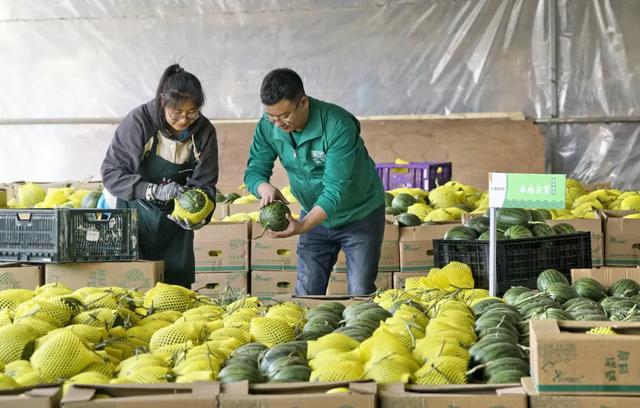 “梦中情瓜”,手拿把掐!