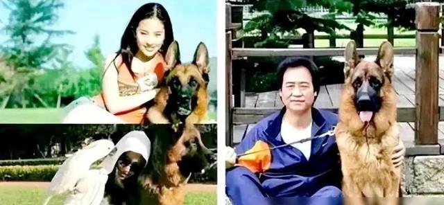 同样是被大佬陈金飞力捧,杨采钰与刘亦菲的境遇为何大不相同