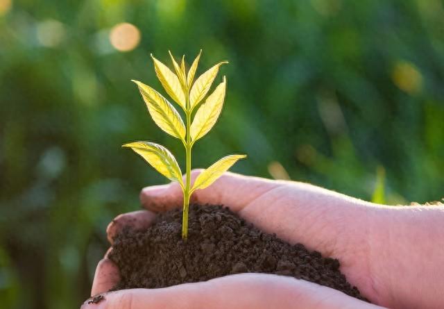 贪小便宜吃大亏 那年给女儿买手机 让我后悔万分