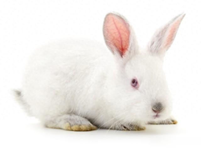属兔人最劳苦的出生月份：阴历哪些月份的兔生活最不易