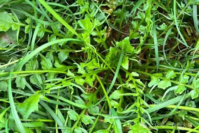 春天，使劲吃这菜，一解毒，二利尿，三平肝，营养还鲜美