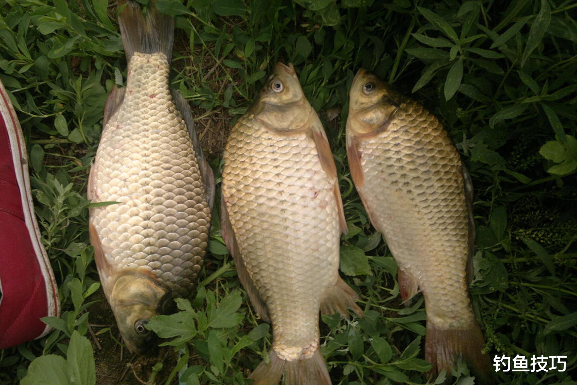 夏天野钓鲫鱼的绝佳配方，钓获可大幅提升