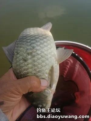 高温酷暑战胶河，地狱猫勇夺三连冠