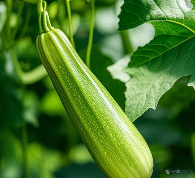 夏天不吃这菜太可惜,2块一斤,清香鲜嫩,女人常吃对皮肤好