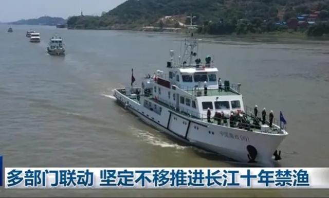 长江凶猛性鱼“泛滥”，钓鱼人：鳡鱼太多，白条都被吃的钓不到了
