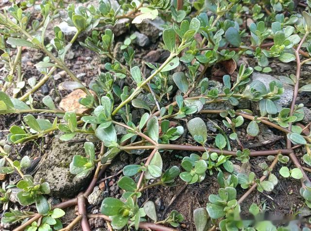 叶似老鼠耳，老人叫它“祛湿菜”，在菜园里就有，懂它的人都在吃