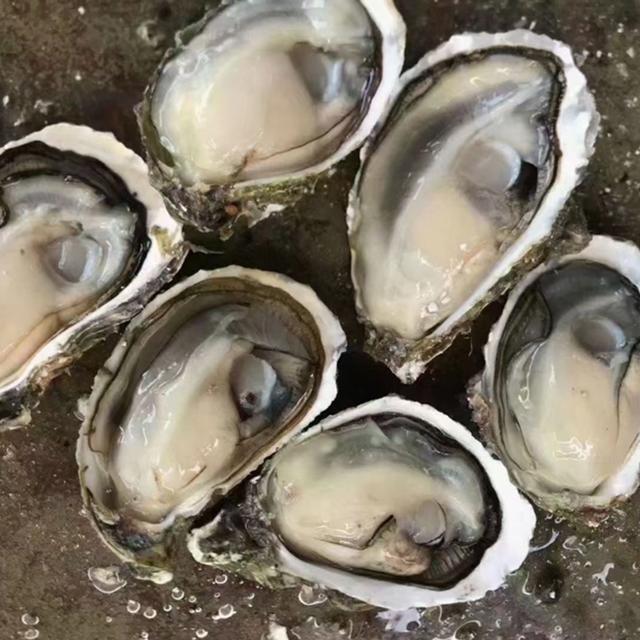 明明长得都一个样,为啥一个叫生蚝,一个叫牡蛎?原来差别在这!