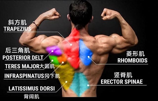 健身不练背，迟早要残废！5个动作全方位锻炼背肌
