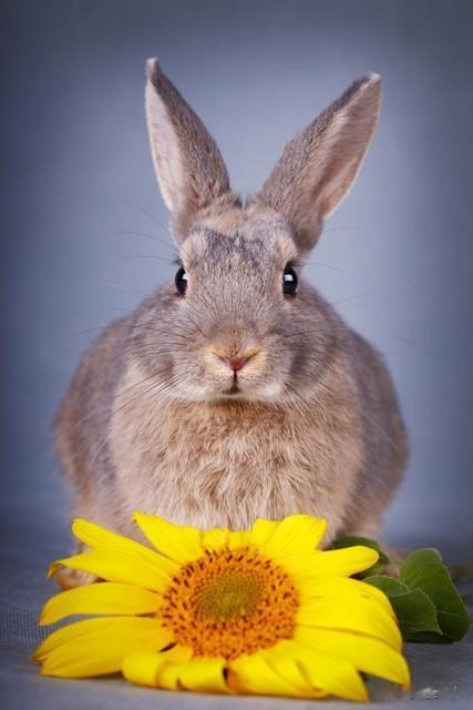 生肖属兔人：春兔、夏兔、秋兔、冬兔，各自的运势如何？