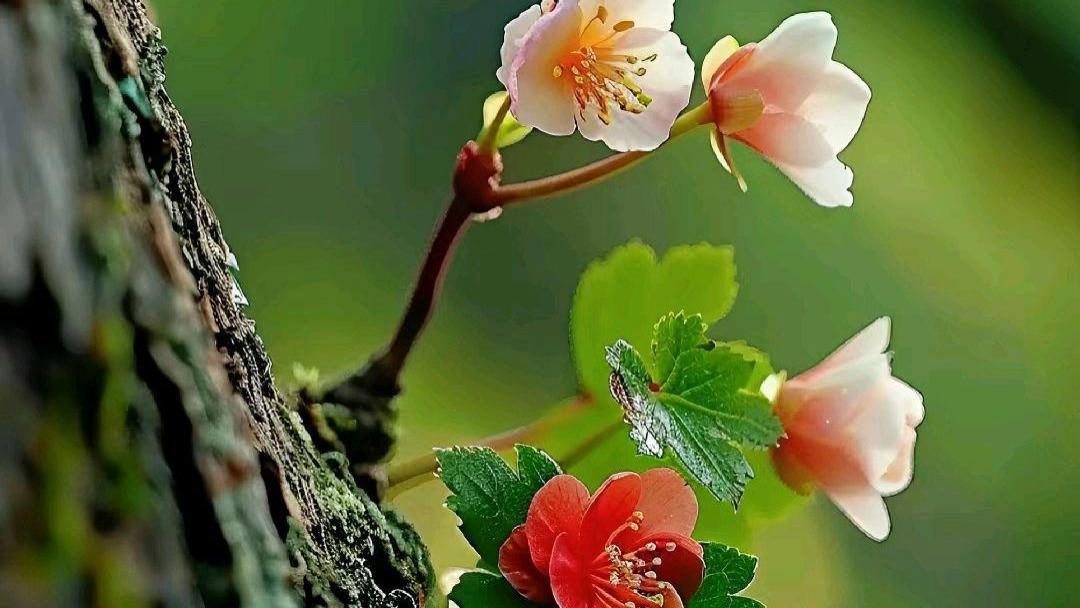 她和初恋的相逢，让各自平静的家起了波澜，最终他们做了同样的选择