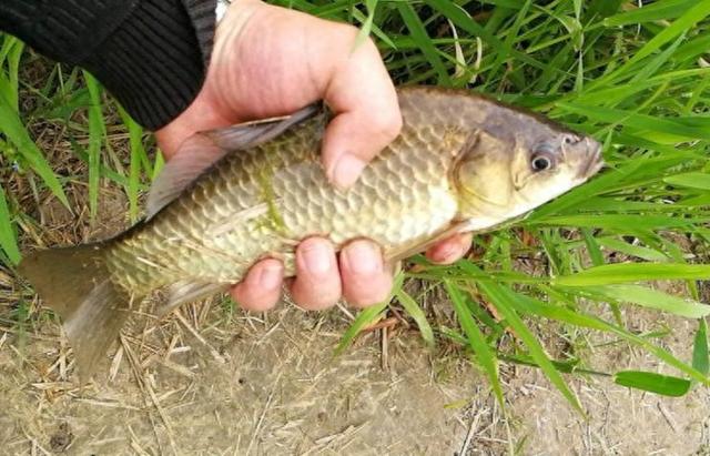 在田边的小河沟里，居然钓到了这样的惊喜！