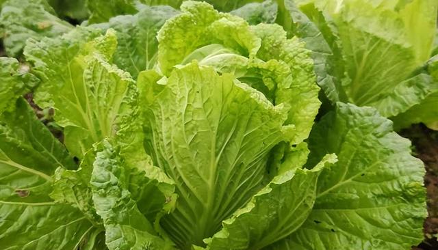 莴苣是肾衰加速器？医生提醒：不想肾罢工，牢记吃菜3多2少