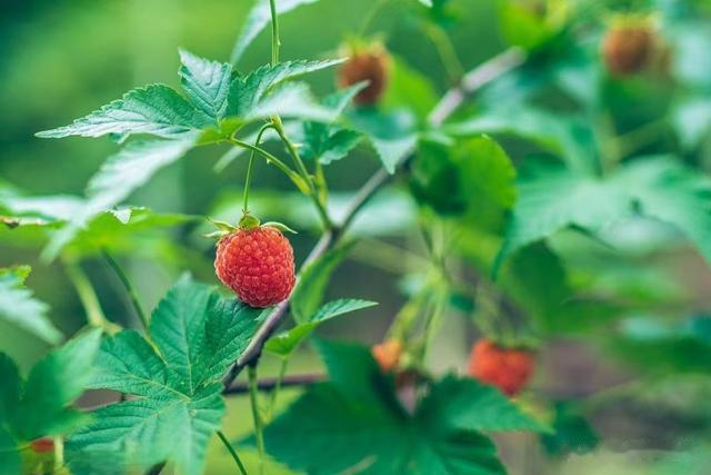 简单两味药，养肾固精两不误，堪称男人回春宝