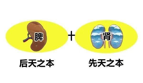 平时软如豆腐，中医一方，让你重回20岁巅峰