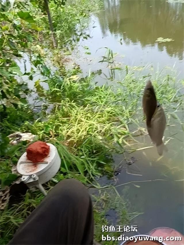 地狱猫头伏立功