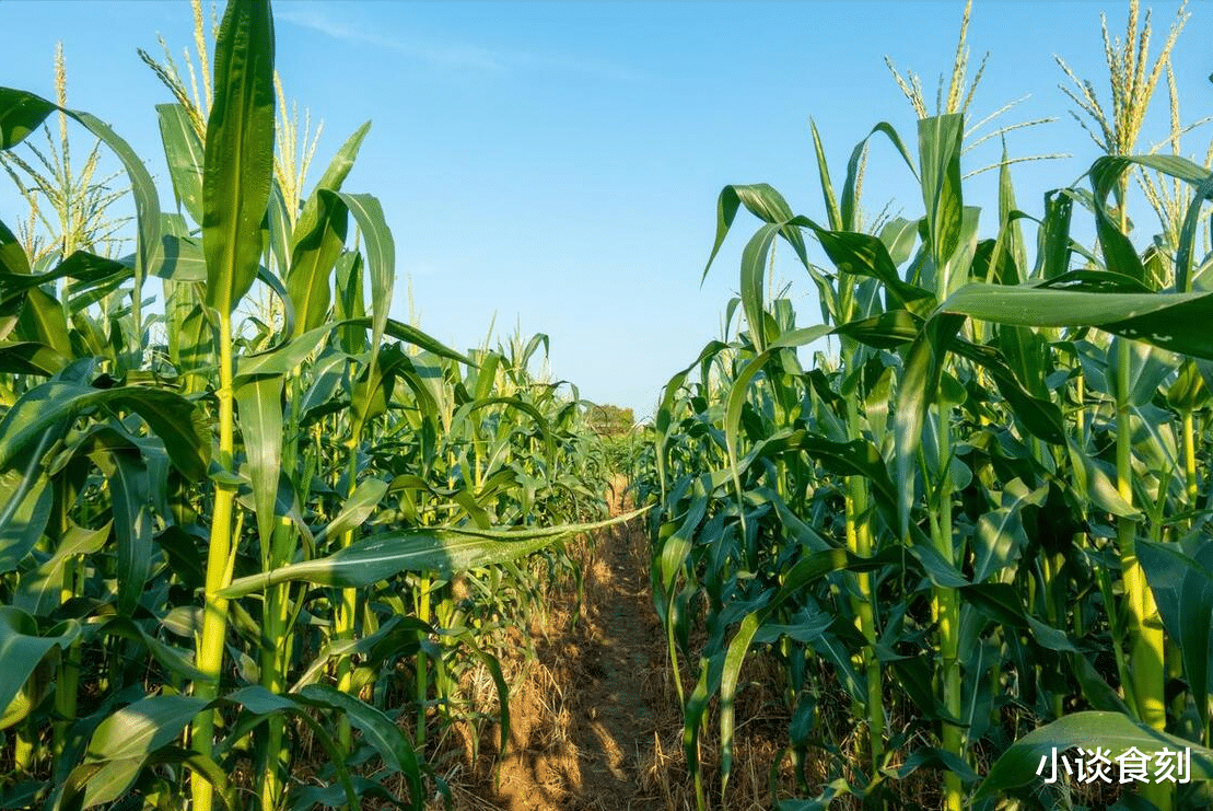 “明年迎青蛇,谷食盈有余”,啥意思?2025是木蛇年,年景如何?