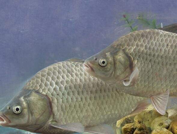 春天来了，鲫鱼三餐“开饭时间”有变，要想连竿要抓住时间段