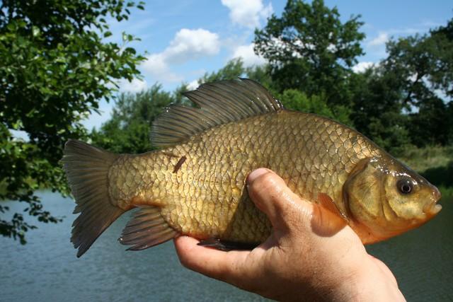 五分钟学会调漂!浮漂的终极灵敏状态!送给对浮漂有严格要求的人