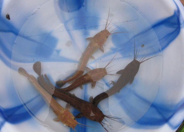 居然比鲤鱼还要难吃?钓鱼佬眼中最难吃的5种鱼,白给都不想要?