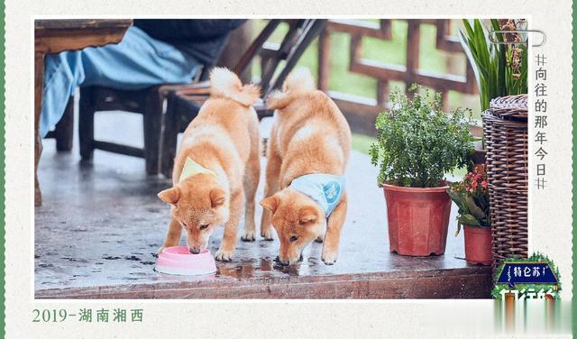 向往的生活|《向往的生活》还要重启拍摄？