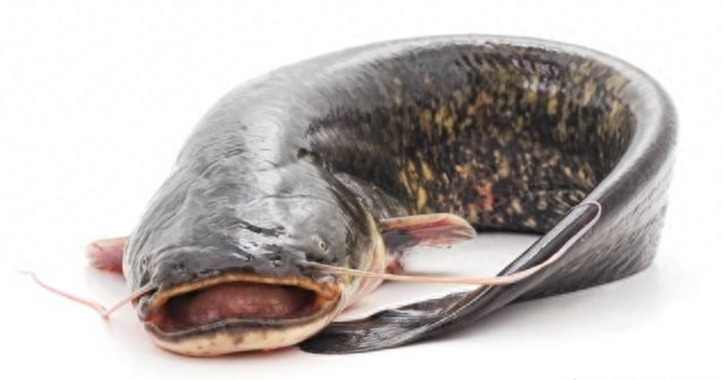 我国肉质最好的6种无鳞鱼,不仅无鳞还无刺,最后一种,太湖才有