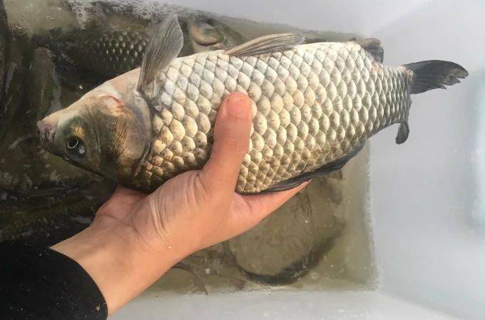 春天钓鱼不难，只要掌握这些误区和技巧，让鱼儿主动上钩！