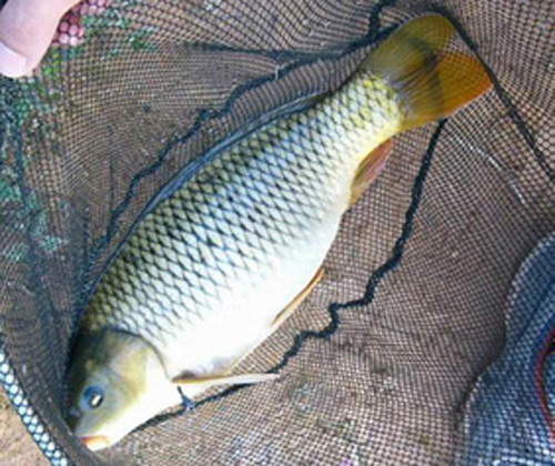 春天钓鱼不难，只要掌握这些误区和技巧，让鱼儿主动上钩！