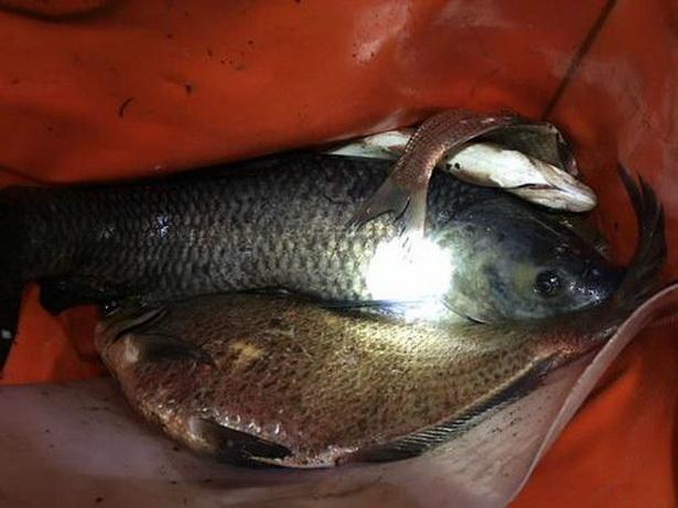 春天钓鱼不难，只要掌握这些误区和技巧，让鱼儿主动上钩！