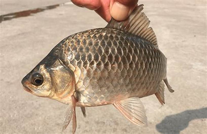 春天钓鱼不难，只要掌握这些误区和技巧，让鱼儿主动上钩！