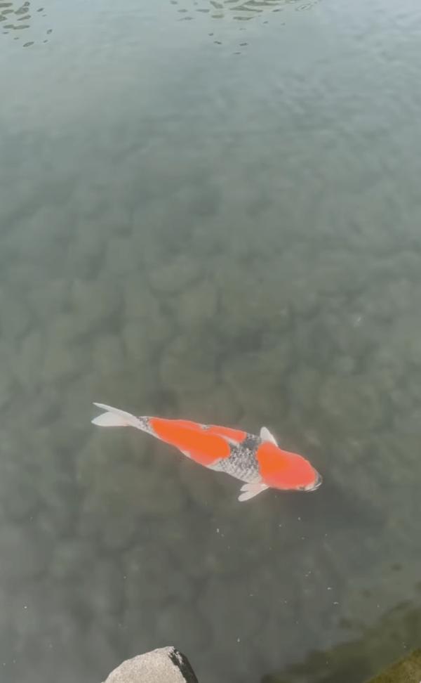 刘嘉玲陪家人日本赏樱花,78岁刘妈妈素颜出游,母女合影同样优雅