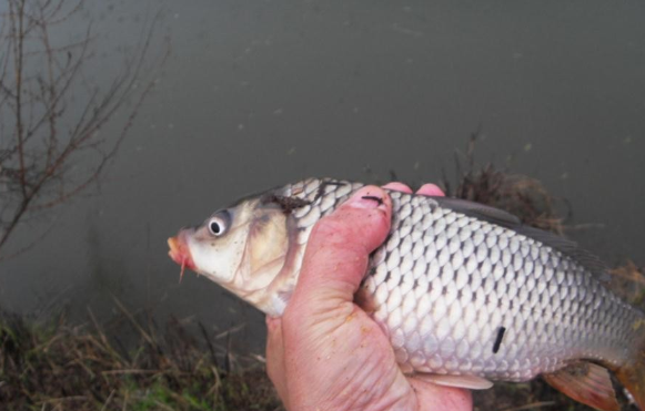 钓鱼达人教你选饵料,春天三个时期有不同,钓到大鱼就是这么简单!