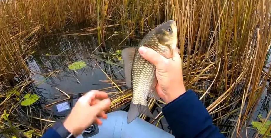 冬日钓鱼指南：揭秘鲫鱼的四大藏身之所