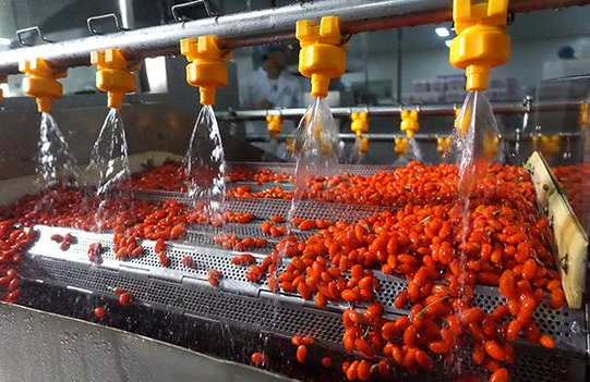 “天天枸杞水，活到两百岁”，枸杞泡水，真的养生吗？