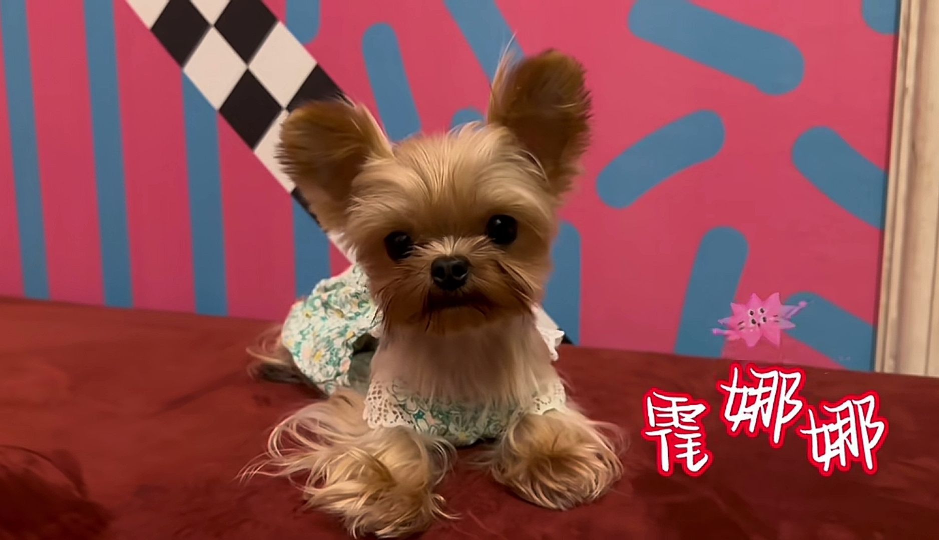 霍思燕晒9条宠物狗,透露骆驼和Jack已去世,网友纷纷泪目