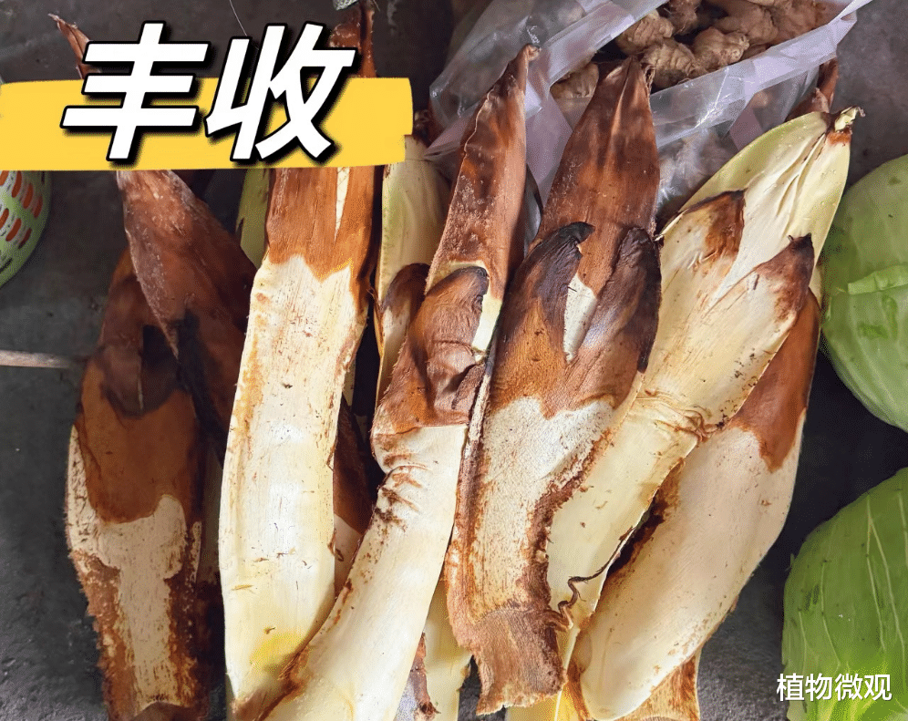 棕包,又称棕鱼、棕笋,有3大作用,价值极高,农民朋友要了解!