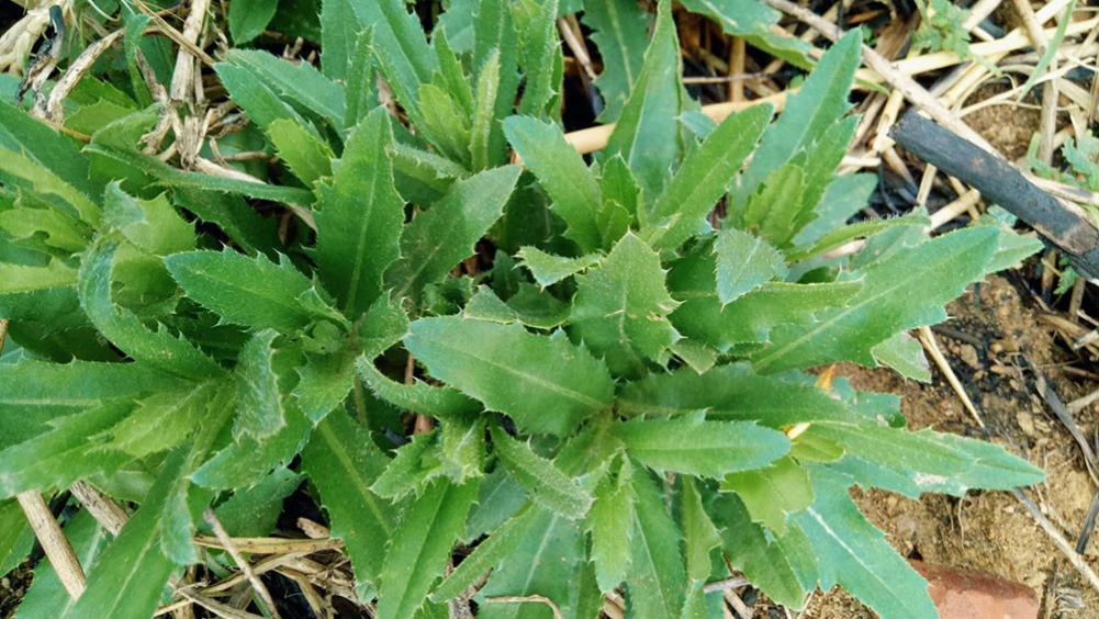 一排毒，二去火，三护肝，清爽甘甜营养高，4月农村到处是抓紧吃