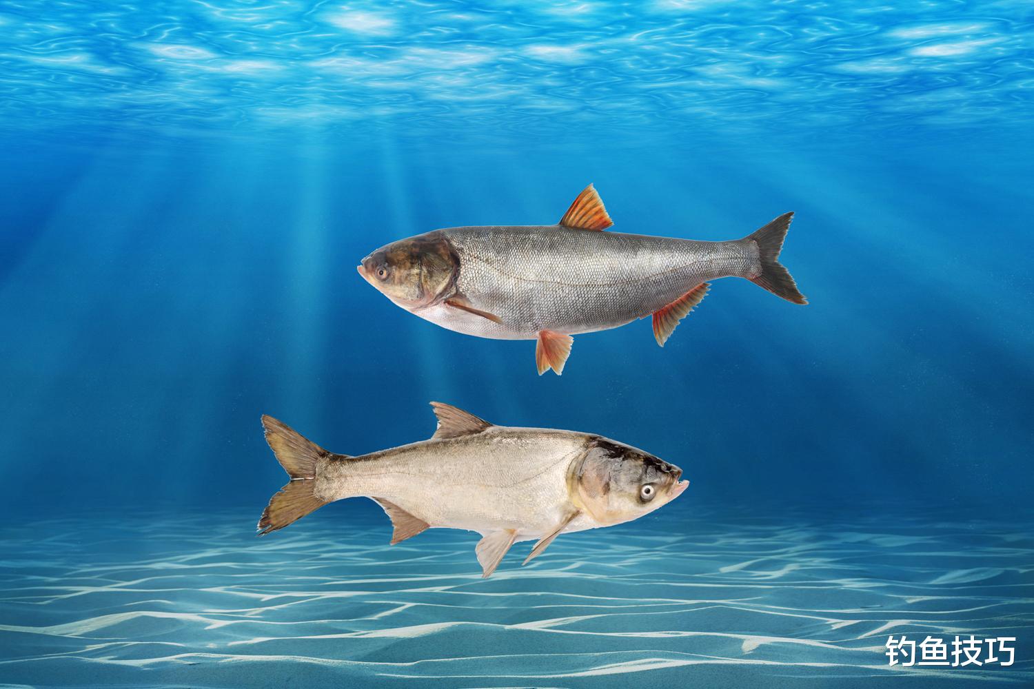 夏季钓鲢鳙的5个关键点,连竿爆护变简单
