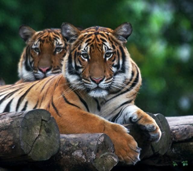 寅虎：7月第一个星期可能遇到的“大祸” 逃不过去的 早看早预防！