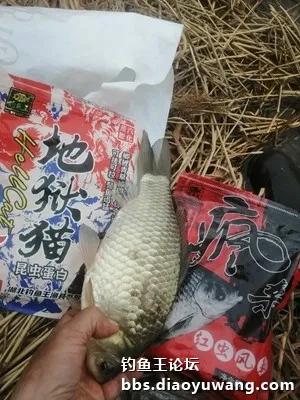 乘胜追击潍河行，地狱猫再立新功