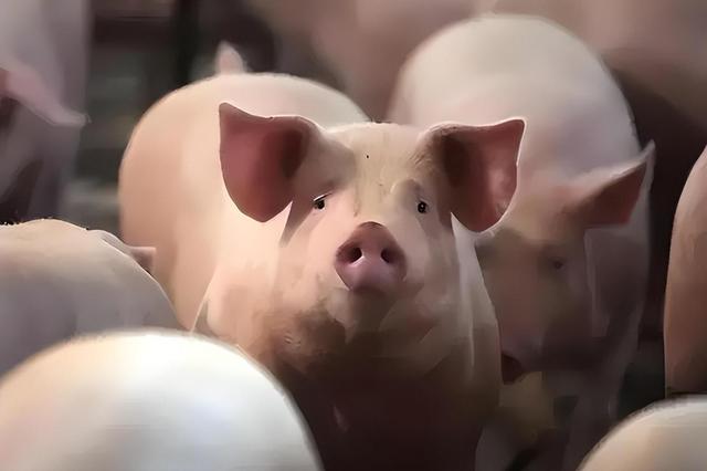 目不识丁、一肚子草包,是什么人捧红了这些跳梁小丑?