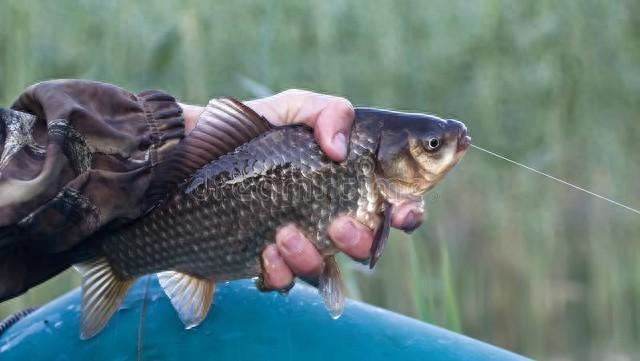 五分钟学会调漂!浮漂的终极灵敏状态!送给对浮漂有严格要求的人