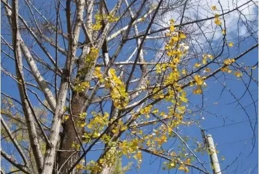 最硬的手串，不仅好看还能防身！你猜是啥？