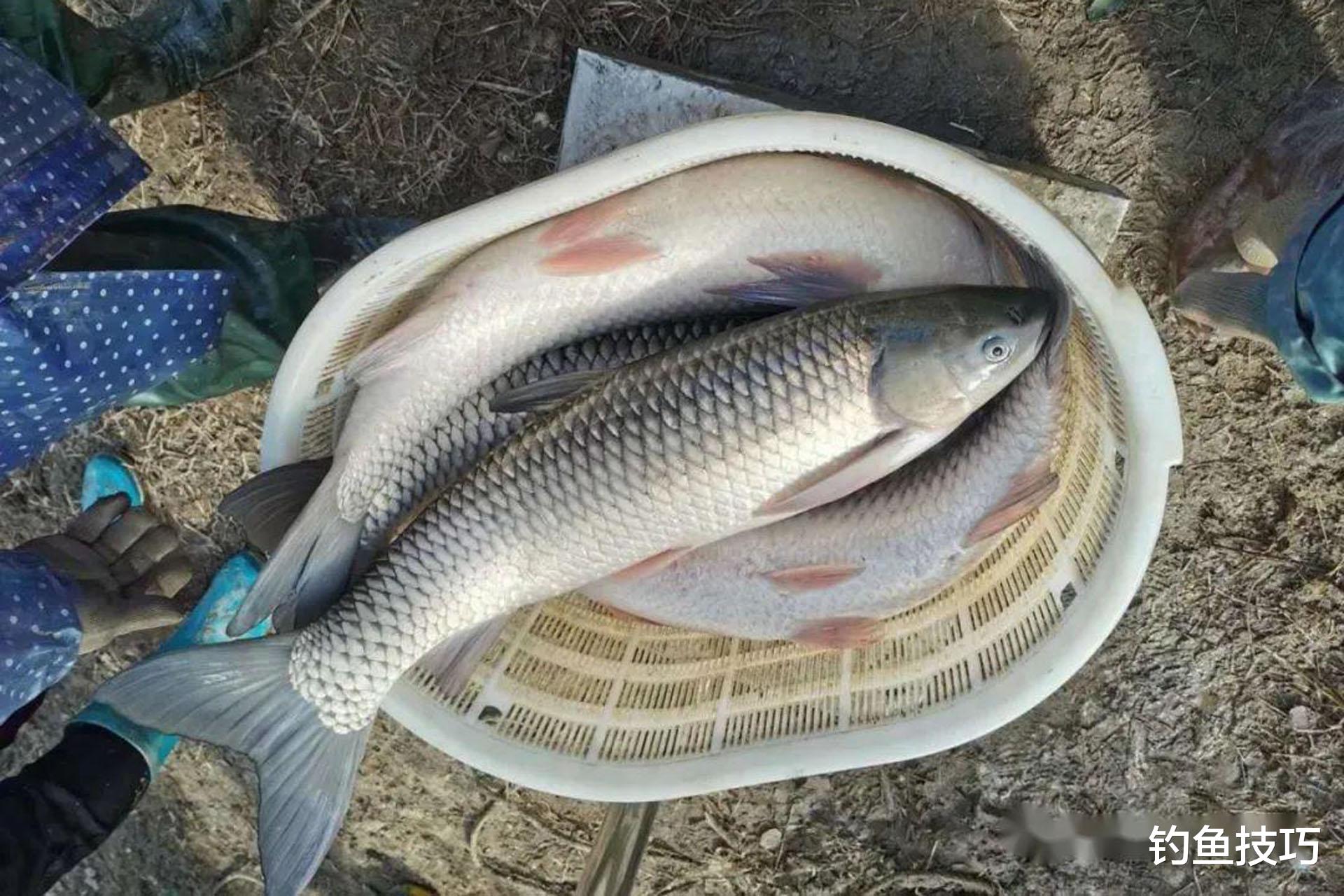 草鱼应该钓浮还是钓底？草鱼钓浮钓底的口诀