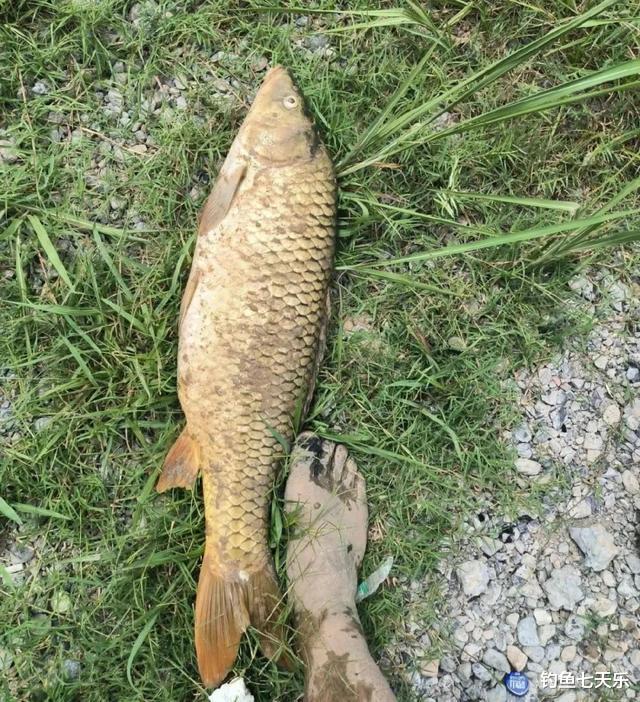 在黄河钓鱼有多难？台钓理论完全失效，邓刚来了也不一定好使