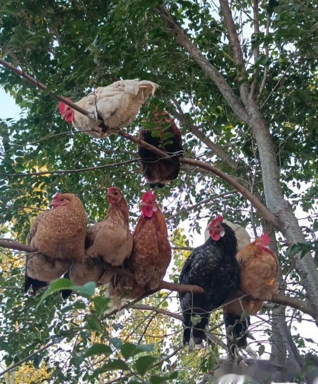 自己养过鸡才知道,为什么现在的鸡不好吃,一点都不香还柴咬不动