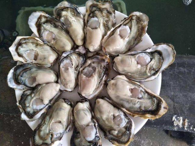 生蚝和牡蛎,明明长得一模一样,为什么区别这么大?看完就明白了