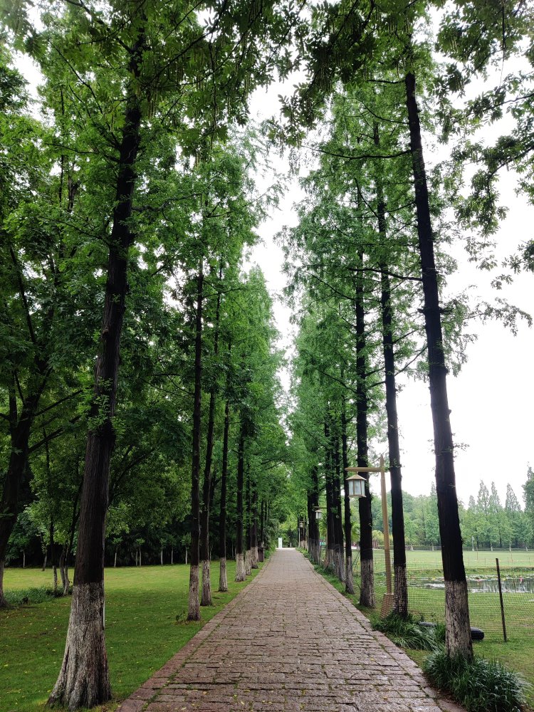 48岁的林心如突然官宣!再次呆住全网:早就猜到了