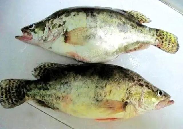 桂鱼和鳜鱼区别？哪种最好吃？