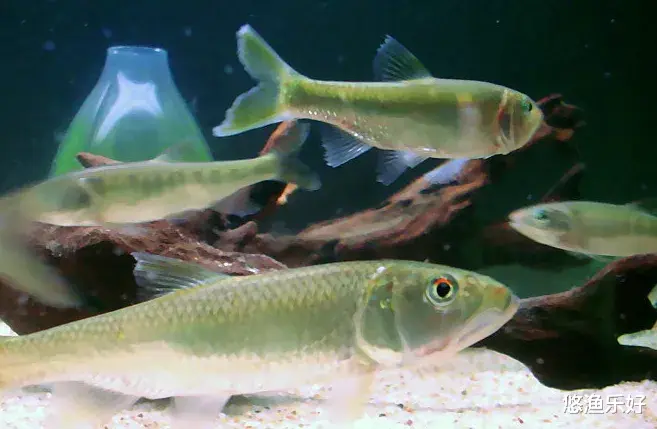 盘点我国淡水水域中的十种小杂鱼，它们为何让钓鱼人头疼？你遇到过几种？